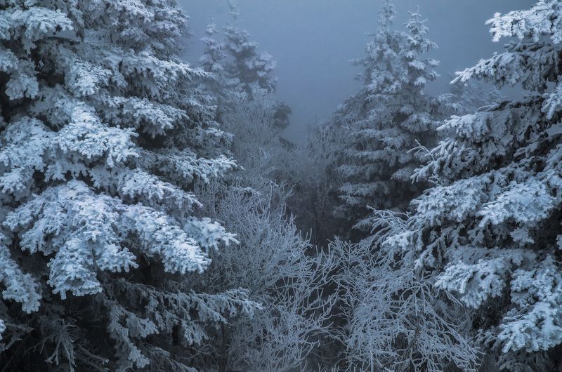 Туман Лес Зима Ёлки Снег Туманно сказочный лесphoto preview