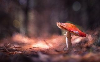 Дон Жуан