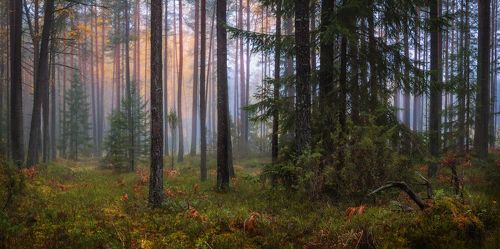 Про осень в лесу