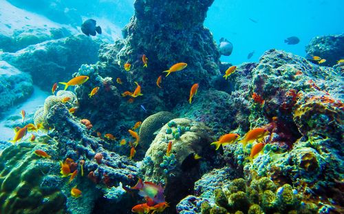 Подводный мир Мальдив