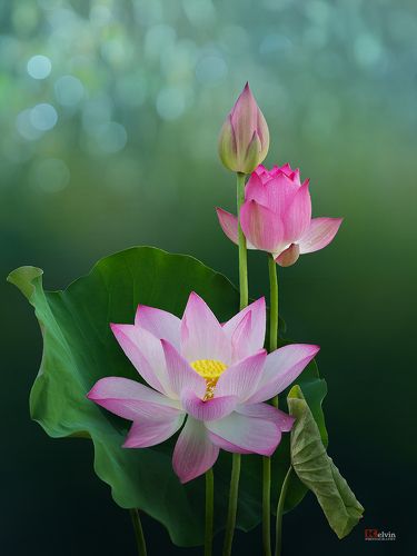 Hoa Sen: Những bông hoa sen mang đến cho bạn cảm giác thanh tịnh, yên bình và tinh tế. Hãy trải nghiệm vẻ đẹp của chúng qua những hình ảnh tuyệt vời mà chúng tôi cung cấp.