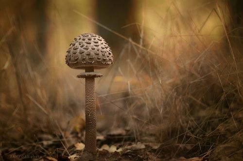 Macrolepiota procera.. гриль-зонтик, parasol mushroom.. II.