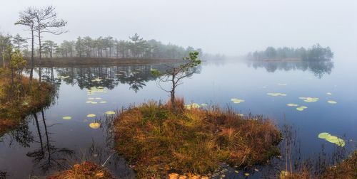 Утро на заболоченном озере в Ленинградской области