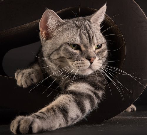 Маркиз. Американский короткошерстный кот - American shorthair cat