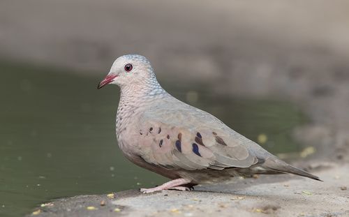 Common ground Dove - Воробьиная Земляная горлица