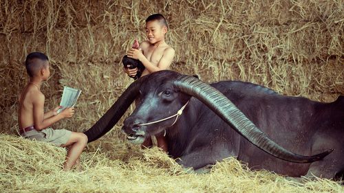 Kids and Bull 