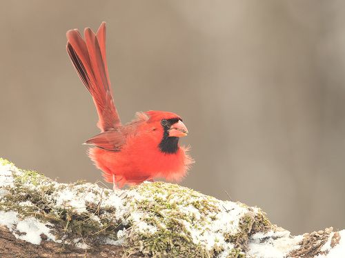 Красный кардинал - Northern Cardinal male. Fist Snow