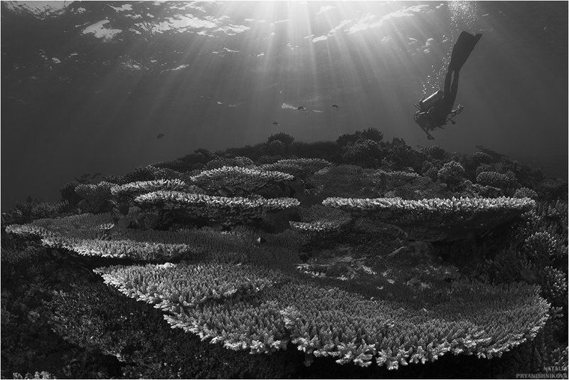 море, человек, подводная съемка, коралл, солнце коралловый островphoto preview