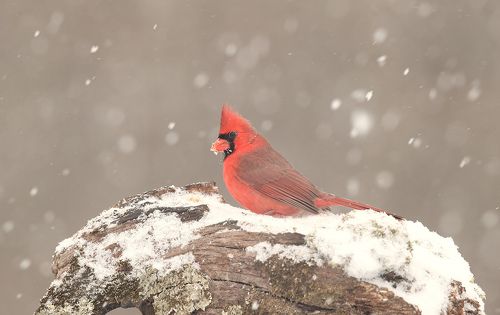 Птичьи гости на снегу - Birds in the Snow