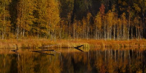 Осень на болотах