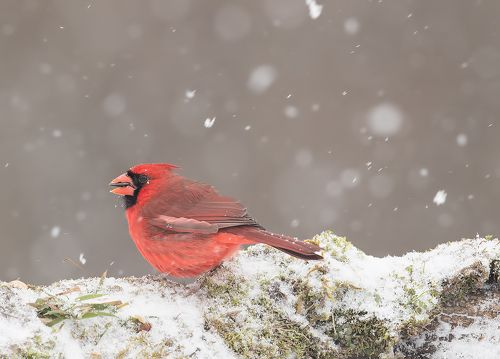 Красный кардинал (cамец) - Northern Cardinal (male)