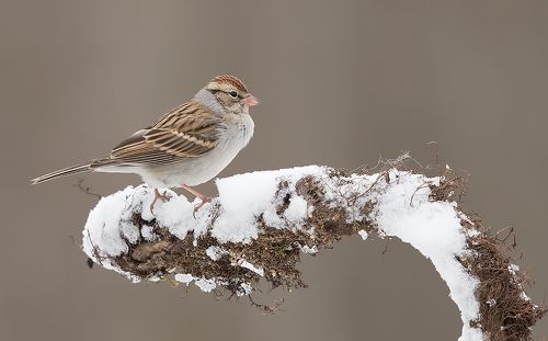 Обыкновенная воробьиная овсянка -Chipping sparrow