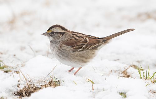 White-Crowned Sparrow - Белоголовая зонотрихия