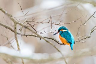 Обыкновенный зимородок (Alcedo atthis).