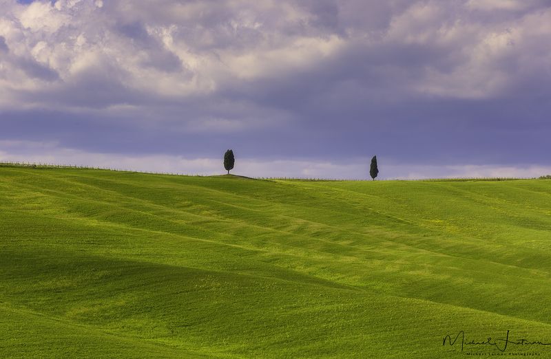 Two cypresses story...photo preview
