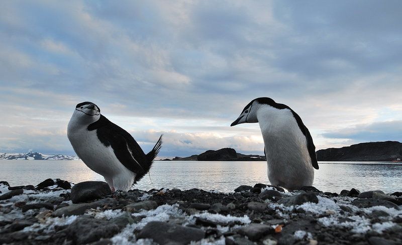 пингвины, антарктика, остров king georg Пингвинья тусовкаphoto preview