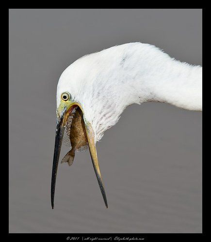 Малая белая цапля - Little Egret