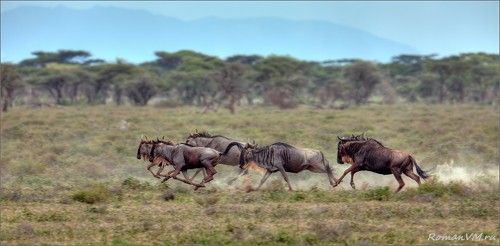 Антилопьи бега