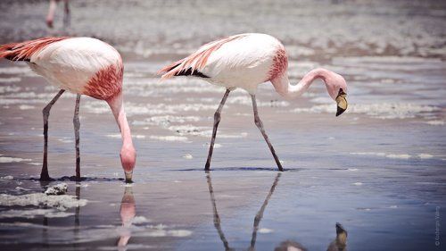 Высокогорные фламинго в Боливии