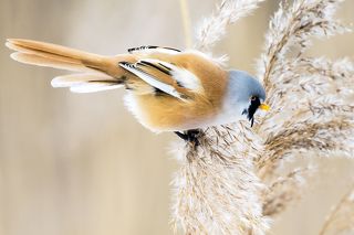 Усатая синица (лат. Panurus biarmicus).
