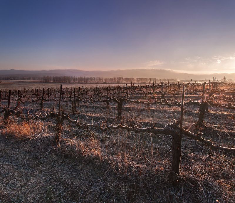 Февральское утро на виноградникахphoto preview
