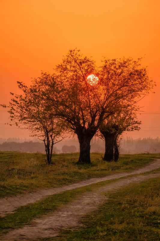 Закат Деревья Фото