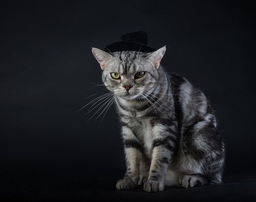 Маркиз. Американский короткошерстный кот - American shorthair cat