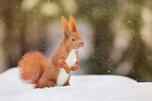 Snowy squirrel