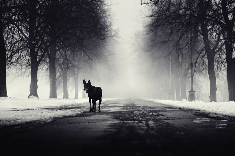 dog, fog, dmitry,alekseyev, bw, toned, road, park Follow me IIphoto preview