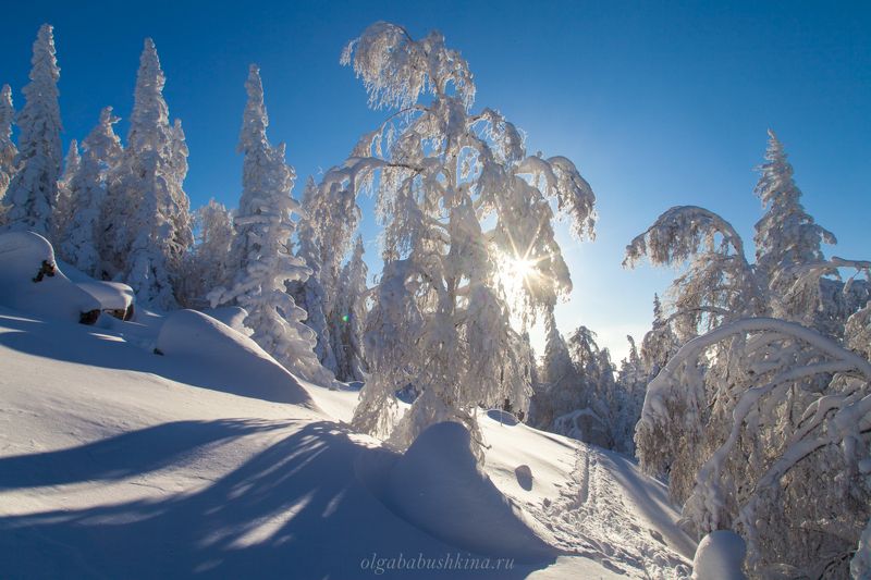 зима, мороз, солнце Мороз и солнце, день чудесный!photo preview