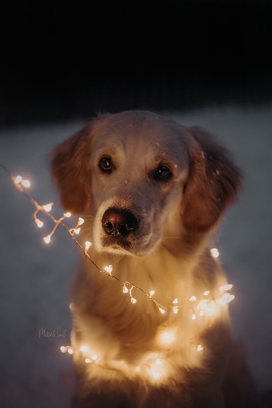 собака, золотистый ретривер Рейчелphoto preview