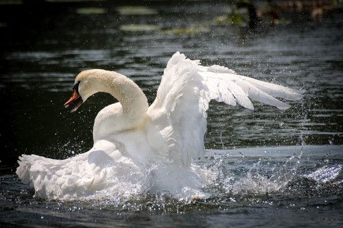 Купание лебедя на озере