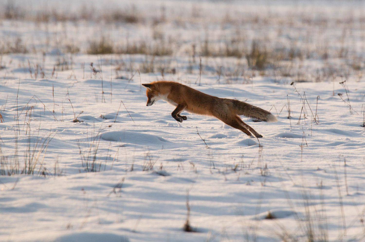 Видео охота лис. Обыкновенная лисица мышкует. Мышкование лисы. Лиса охотится. Лиса на охоте.