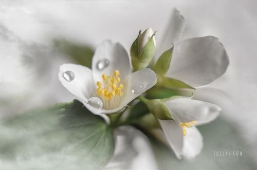 Цветки жасмина - три вариации для холста