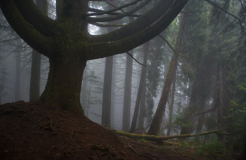 madeira, forest, fog, misty, moss The old tree.photo preview