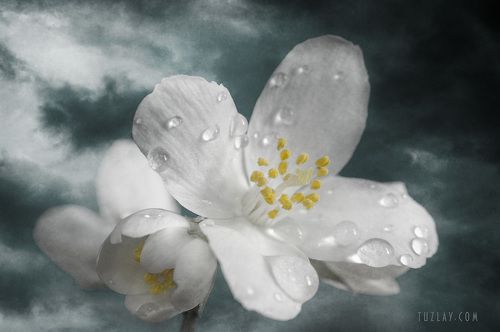 На тему дождя или Вариация с цветками жасмина #2
