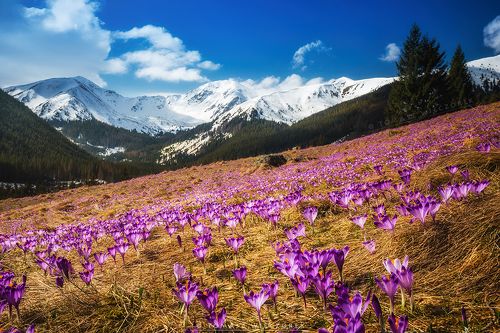 Springtime in Tatra Mountains