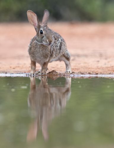 Флоридский кролик - Eastern cottontail