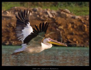 Розовый пеликан - Pelecanus onocrotalus