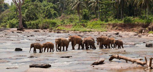 Слонова семья