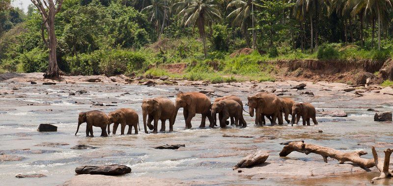 слоны, шри, ланка Слонова семьяphoto preview