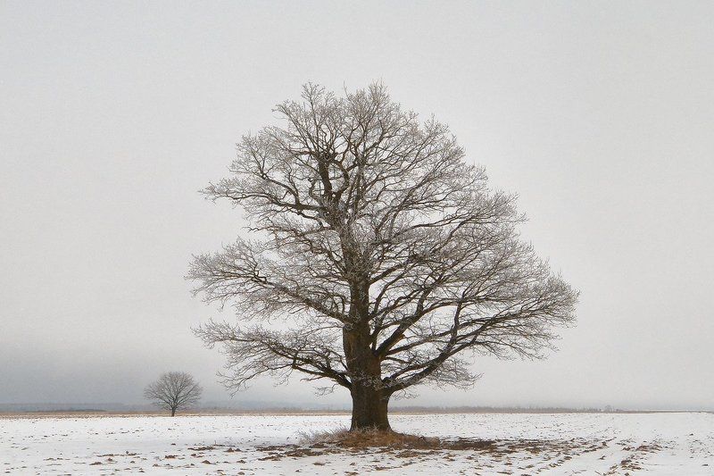 дуб, иней, поле, снег, ветви | Белая крона |photo preview