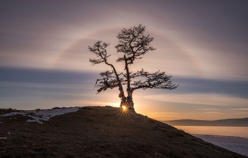 Солнечное гало над деревом Желаний оз. Байкал. Сибирь