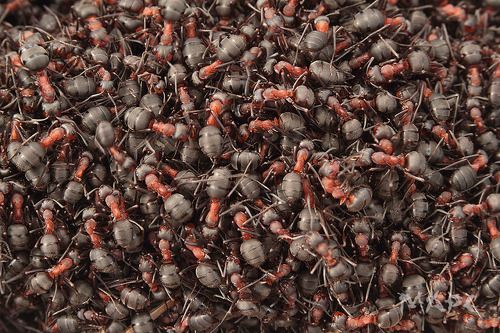 Весенние мураши