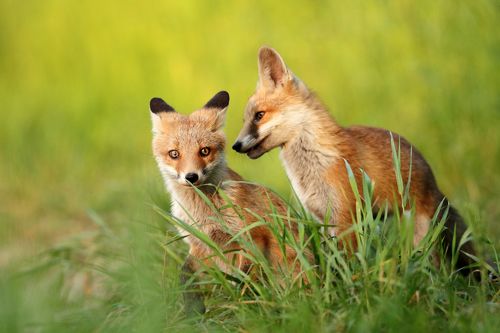 Silly little foxes