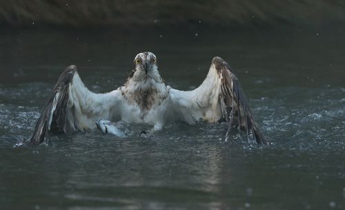 Osprey getting fish