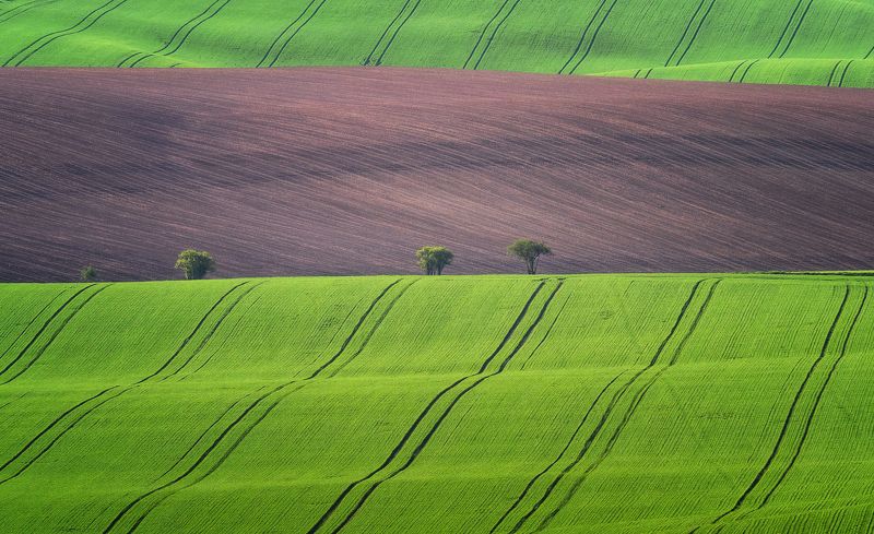 моравия, moravia, green fields, lines, spring, czech republic, hills Законы геометрииphoto preview