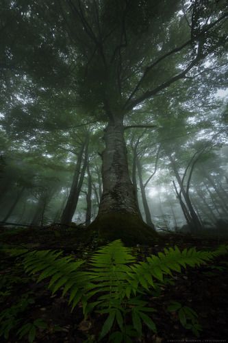 Царя на гората | King of the Forest