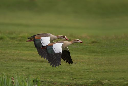 Egyptian Geese