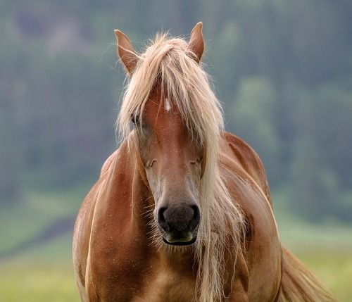 Портрет одной лошади.